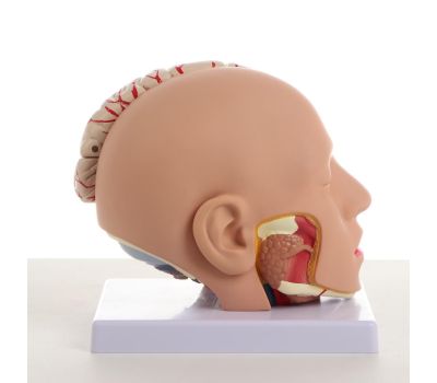 Макет «Голова человека» разборная 20х20х15 см – Высококачественная анатомическая модель, изображение 2