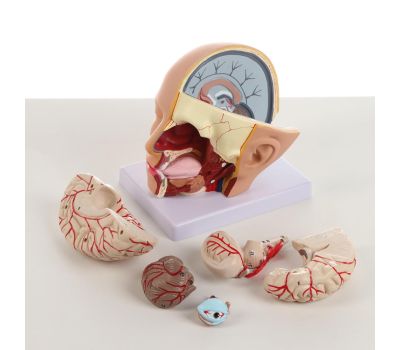 Макет «Голова человека» разборная 20х20х15 см – Высококачественная анатомическая модель, изображение 5
