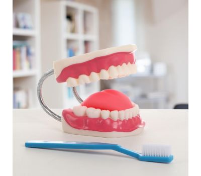 Макет челюсти человека: идеальное учебное пособие для медицинских студентов., изображение 3 Макет челюсти человека: идеальное учебное пособие для медицинских студентов., изображение 3