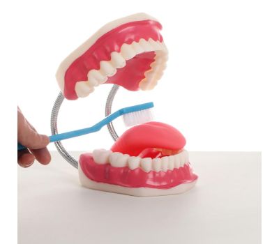 Макет челюсти человека: идеальное учебное пособие для медицинских студентов., изображение 4 Макет челюсти человека: идеальное учебное пособие для медицинских студентов., изображение 4