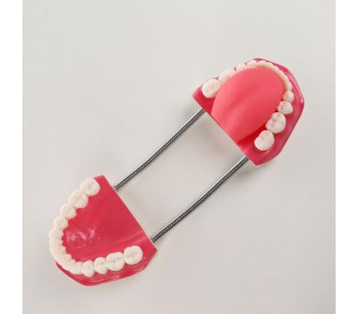 Макет челюсти человека: идеальное учебное пособие для медицинских студентов., изображение 2 Макет челюсти человека: идеальное учебное пособие для медицинских студентов., изображение 2