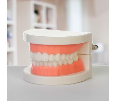 Макет "Челюсти человека": погрузитесь в увлекательный мир анатомии зубов!, изображение 2