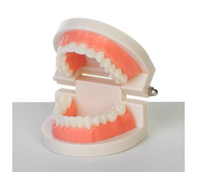 Макет "Челюсти человека": погрузитесь в увлекательный мир анатомии зубов!, изображение 3