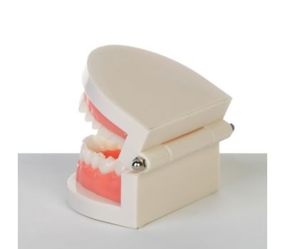 Макет "Челюсти человека": погрузитесь в увлекательный мир анатомии зубов!, изображение 4