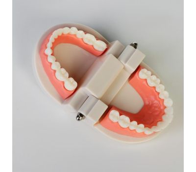 Макет "Челюсти человека": погрузитесь в увлекательный мир анатомии зубов!, изображение 5