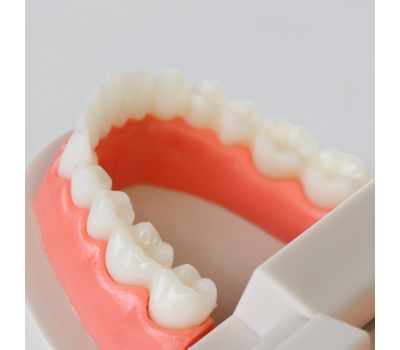 Макет "Челюсти человека": погрузитесь в увлекательный мир анатомии зубов!, изображение 6