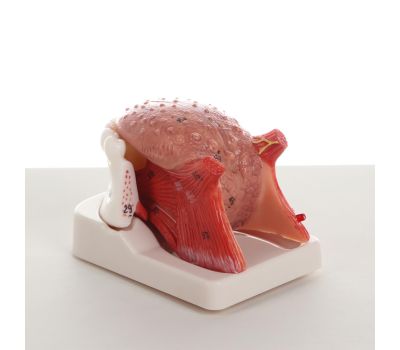 Макет "Нижняя челюсть, язык": погрузитесь в мир анатомии!, изображение 3 Макет "Нижняя челюсть, язык": погрузитесь в мир анатомии!, изображение 3