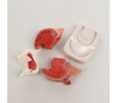 Макет "Нижняя челюсть, язык": погрузитесь в мир анатомии!, изображение 2 Макет "Нижняя челюсть, язык": погрузитесь в мир анатомии!, изображение 2