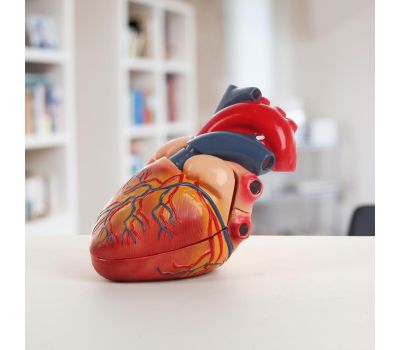 Анатомическая модель глазного яблока, изображение 2