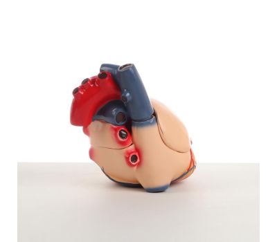 Макет "Сердце человека": увлекательное путешествие в мир анатомии!, изображение 5