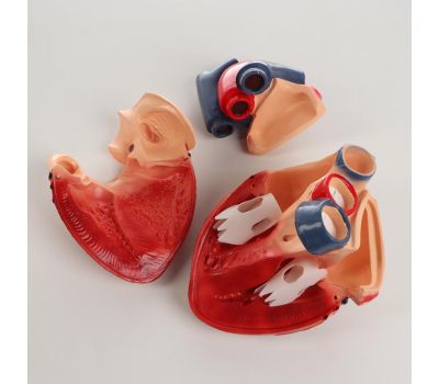 Анатомическая модель глазного яблока, изображение 3