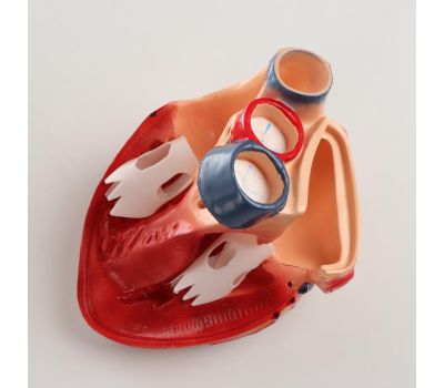 Анатомическая модель глазного яблока, изображение 4