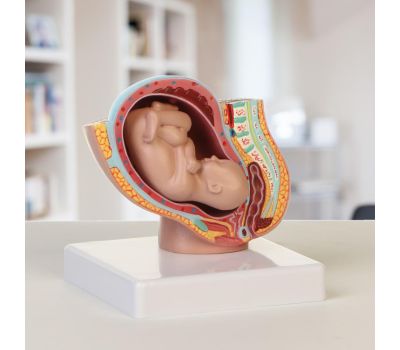 Анатомическая модель человеческого тела: изучайте анатомию с удовольствием!, изображение 2