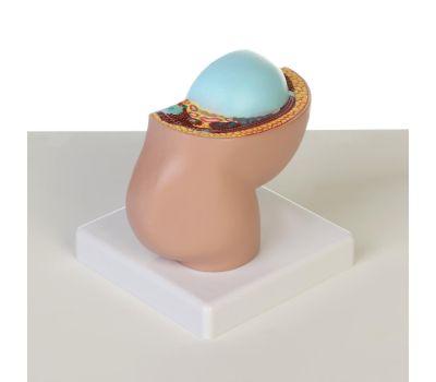 Анатомическая модель человеческого тела: изучайте анатомию с удовольствием!, изображение 5