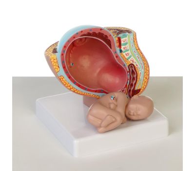 Анатомическая модель человеческого тела: изучайте анатомию с удовольствием!, изображение 6