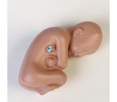 Анатомическая модель человеческого тела: изучайте анатомию с удовольствием!, изображение 4