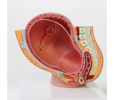 Анатомическая модель человеческого тела: изучайте анатомию с удовольствием!, изображение 3