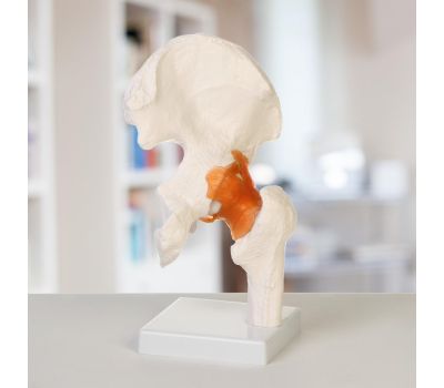 Макет "Тазобедренный сустав" 24x11x11см: изучение анатомии в деталях!, изображение 3