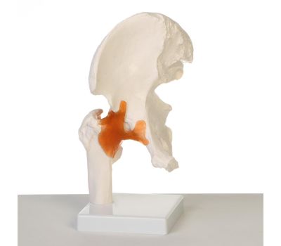 Макет "Тазобедренный сустав" 24x11x11см: изучение анатомии в деталях!, изображение 4