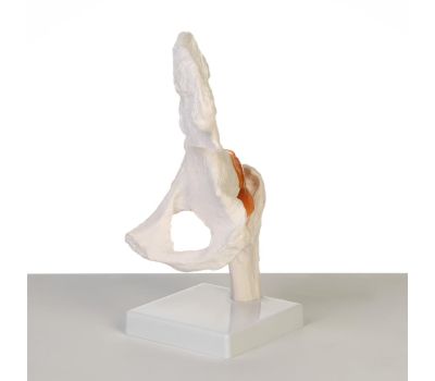 Макет "Тазобедренный сустав" 24x11x11см: изучение анатомии в деталях!, изображение 5