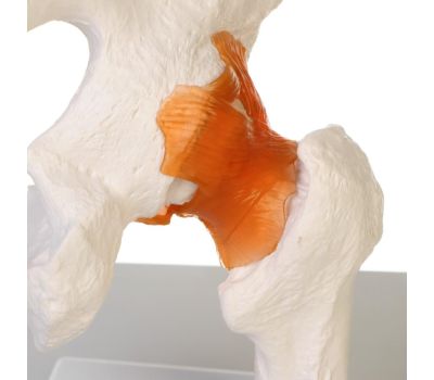 Макет "Тазобедренный сустав" 24x11x11см: изучение анатомии в деталях!, изображение 2