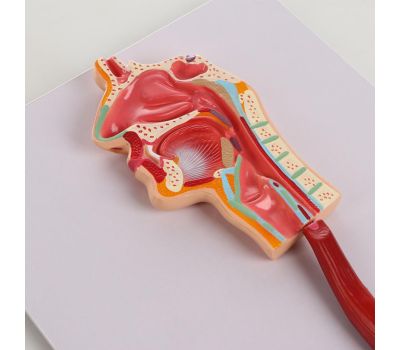 Макет "Пищеварительная система человека": увлекательное путешествие в мир анатомии!, изображение 3
