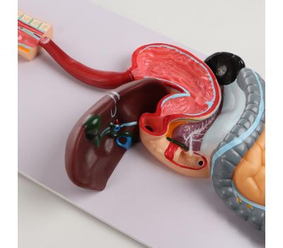 Макет "Пищеварительная система человека": увлекательное путешествие в мир анатомии!, изображение 4