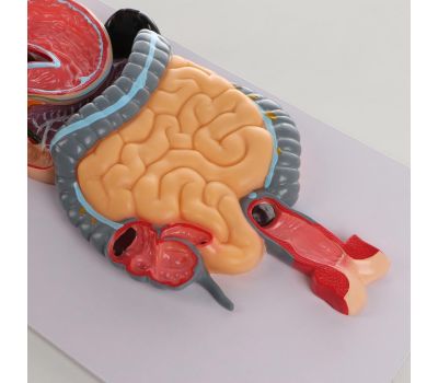 Макет "Пищеварительная система человека": увлекательное путешествие в мир анатомии!, изображение 5