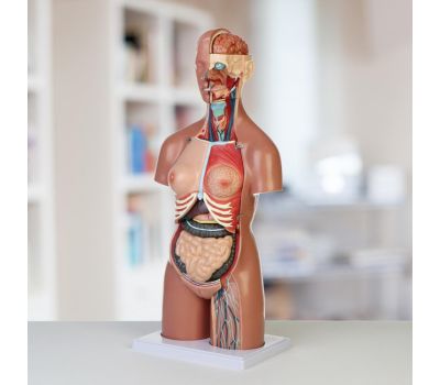 Макет "Торс женщины": идеальный выбор для изучения анатомии!, изображение 2
