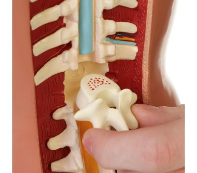 Макет "Торс женщины": идеальный выбор для изучения анатомии!, изображение 11