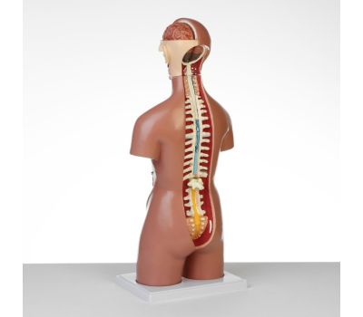 Макет "Торс женщины": идеальный выбор для изучения анатомии!, изображение 4
