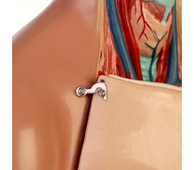 Макет "Торс женщины": идеальный выбор для изучения анатомии!, изображение 5