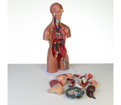 Макет "Торс женщины": идеальный выбор для изучения анатомии!, изображение 6