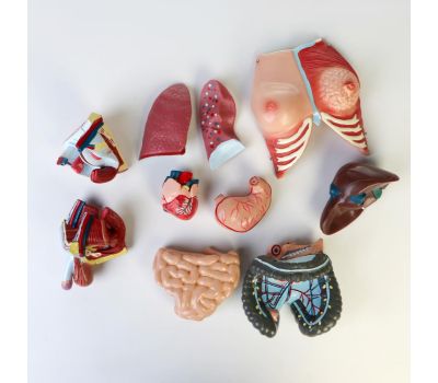 Макет "Торс женщины": идеальный выбор для изучения анатомии!, изображение 3