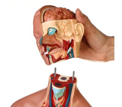 Макет "Торс женщины": идеальный выбор для изучения анатомии!, изображение 7