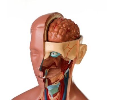 Макет "Торс женщины": идеальный выбор для изучения анатомии!, изображение 8