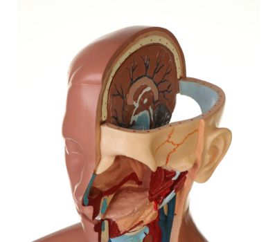 Макет "Торс женщины": идеальный выбор для изучения анатомии!, изображение 9