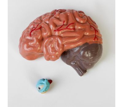 Макет "Торс женщины": идеальный выбор для изучения анатомии!, изображение 10