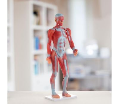 Макет "Тело человека" 82см: Изучение анатомии с увлечением, изображение 6