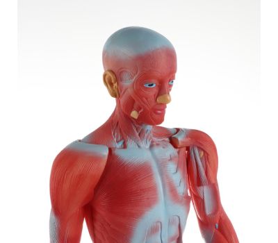 Макет "Тело человека" 82см: Изучение анатомии с увлечением, изображение 5