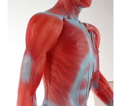 Макет "Тело человека" 82см: Изучение анатомии с увлечением, изображение 4