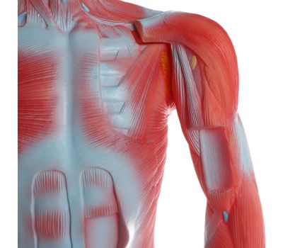 Макет "Тело человека" 82см: Изучение анатомии с увлечением, изображение 3