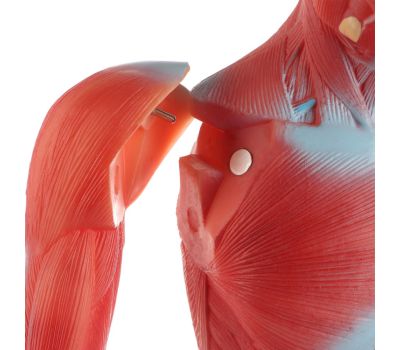 Макет "Тело человека" 82см: Изучение анатомии с увлечением, изображение 2