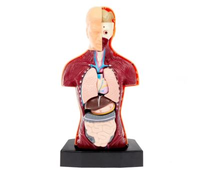 Научный опыт «Строение тела» - познавательное изучение анатомии для детей, изображение 2