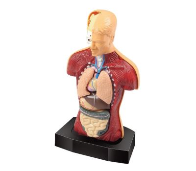 Научный опыт «Строение тела» - познавательное изучение анатомии для детей, изображение 3