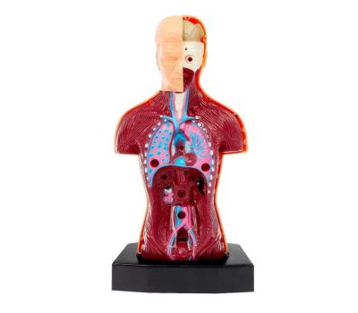 Научный опыт «Строение тела» - познавательное изучение анатомии для детей, изображение 4