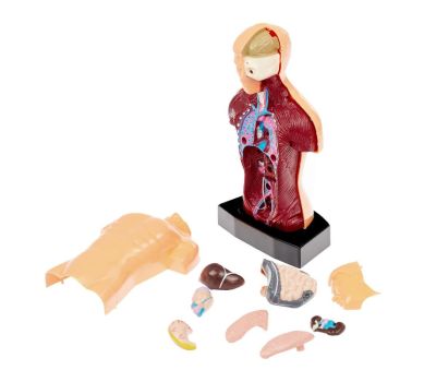 Научный опыт «Строение тела» - познавательное изучение анатомии для детей, изображение 5