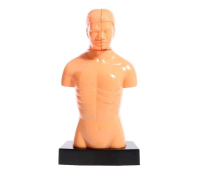 Научный опыт «Строение тела» - познавательное изучение анатомии для детей, изображение 6