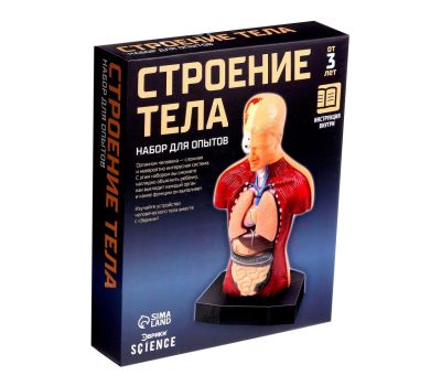 Научный опыт «Строение тела» - познавательное изучение анатомии для детей, изображение 10