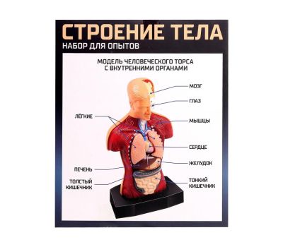 Научный опыт «Строение тела» - познавательное изучение анатомии для детей, изображение 8